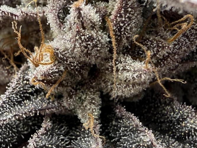 The Last Dance - Wizard Trees. Week 17
