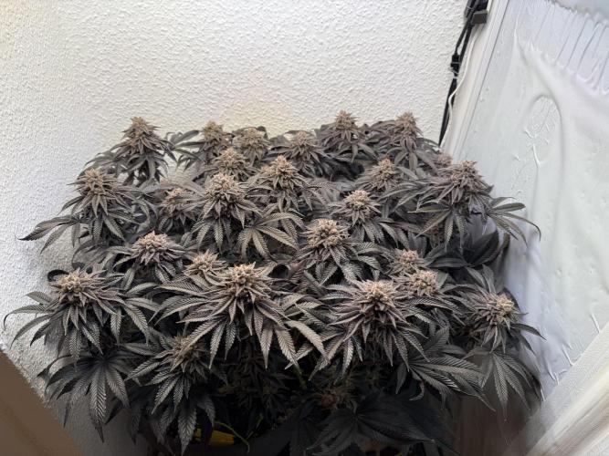 The Last Dance - Wizard Trees. Week 18