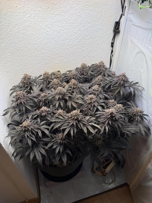 The Last Dance - Wizard Trees. Week 18