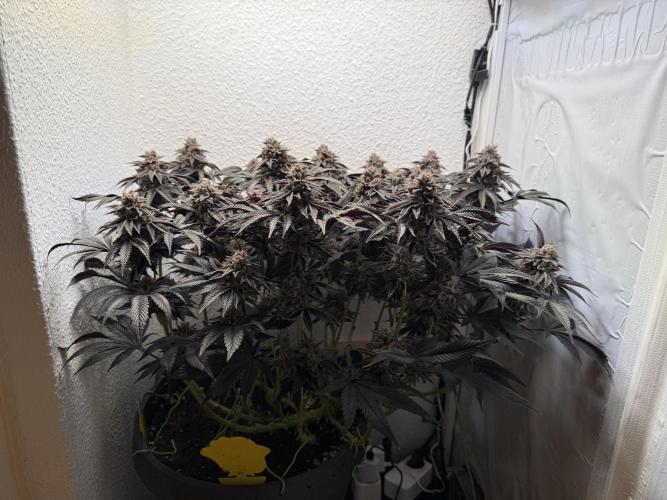 The Last Dance - Wizard Trees. Week 18