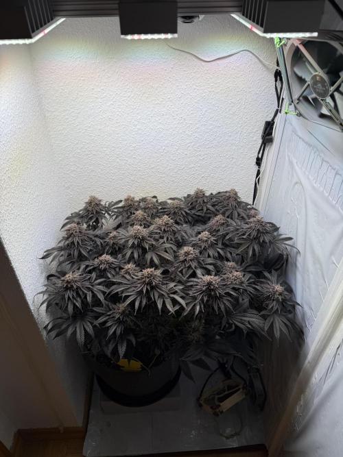The Last Dance - Wizard Trees. Week 18