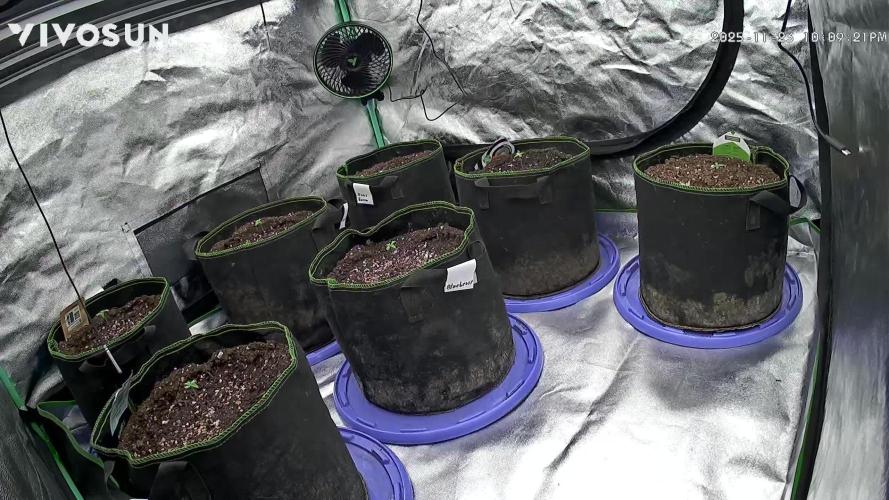 Automatic Grow