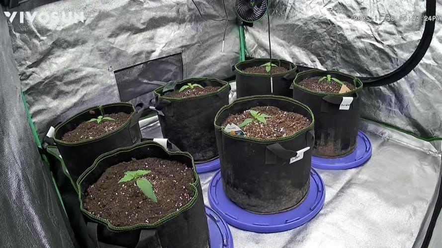 4 sort Automatic Grow