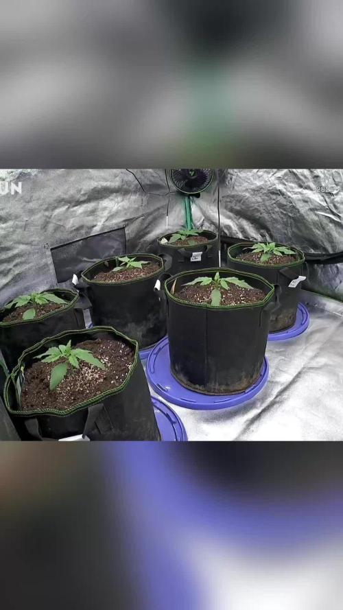 Blueberry/Apple Fritter/Mimosa-Z/Baby Bo