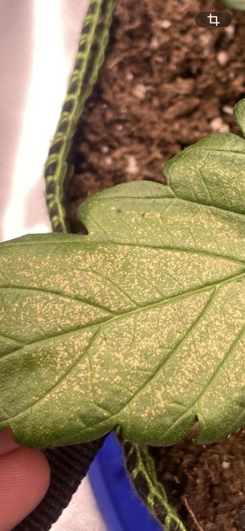 Blueberry/Apple Fritter/Mimosa-Z/Baby Bo. Week 2 - She had a calcium deficiency as it looks. I continue to observe the Mimosa Z.