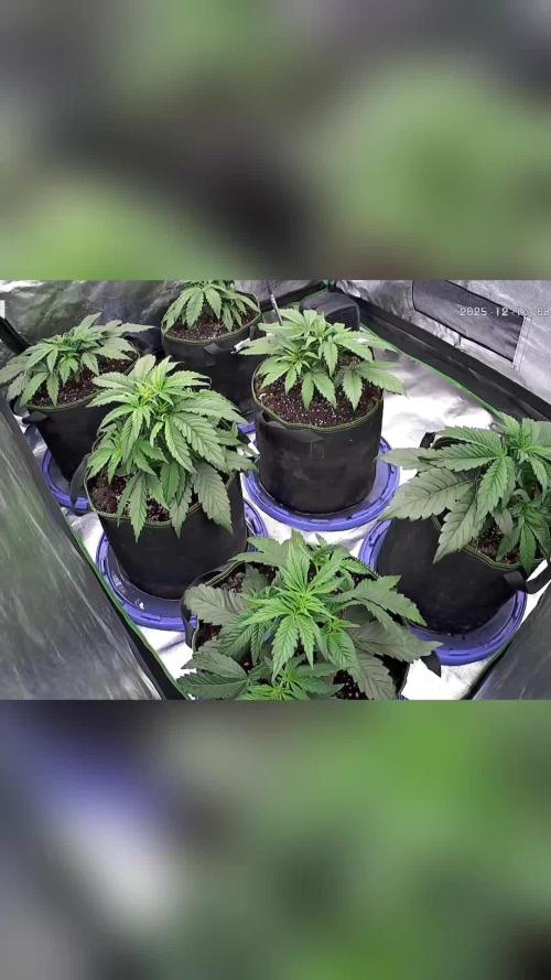 Blueberry/Apple Fritter/Mimosa-Z/Baby Bo