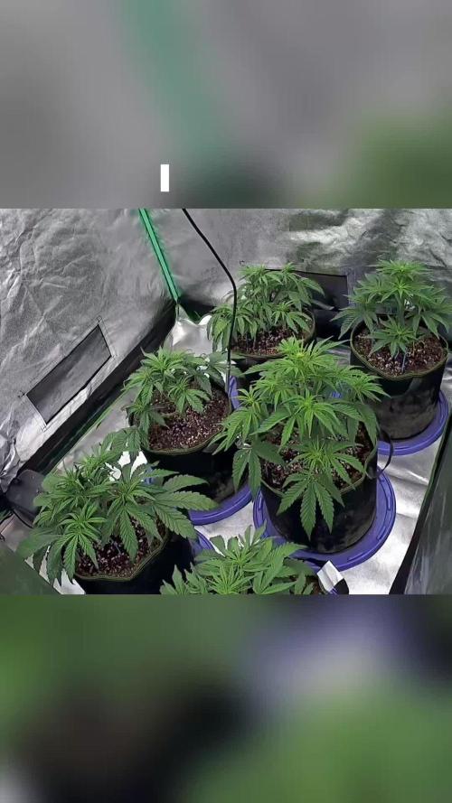 Blueberry/Apple Fritter/Mimosa-Z/Baby Bo