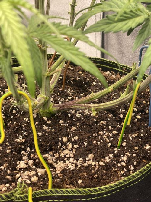 Blueberry/Apple Fritter/Mimosa-Z/Baby Bo. Week 4 - Blueberry Original 