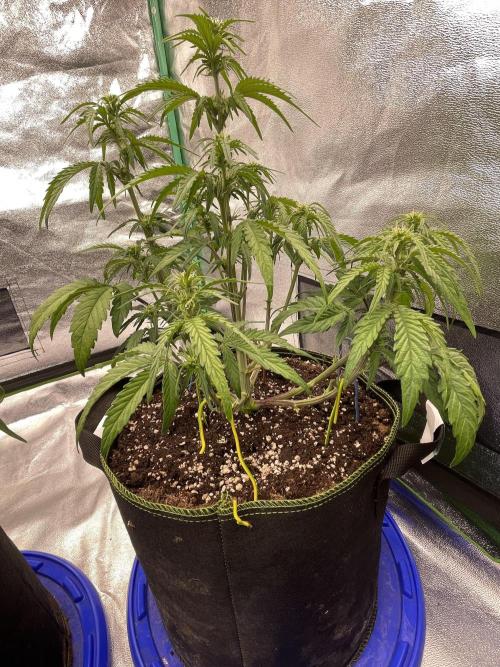 Blueberry/Apple Fritter/Mimosa-Z/Baby Bo. Week 4 - Blueberry Original