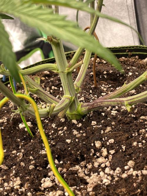 Blueberry/Apple Fritter/Mimosa-Z/Baby Bo. Week 4 - Blueberry Original