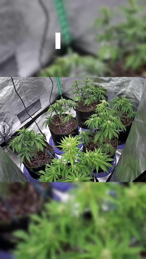 Blueberry/Apple Fritter/Mimosa-Z/Baby Bo