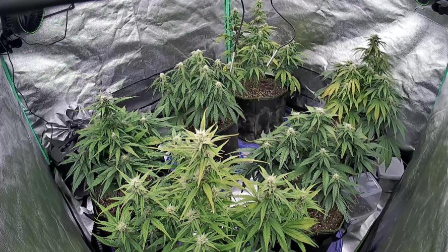 Blueberry/Apple Fritter/Mimosa-Z/Baby Bo