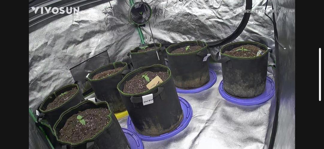 4 sort Automatic Grow. Week 0 - Vivosun Aufnahmen 