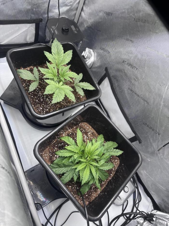 All gas. Week 3 - Looking good! No issues so far.