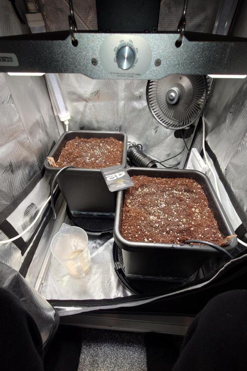 Grown in NarNia 2. Week 0 - Plant 1 (lighter seed) left hand side.
Plant 2 (darker seed) right hand side.