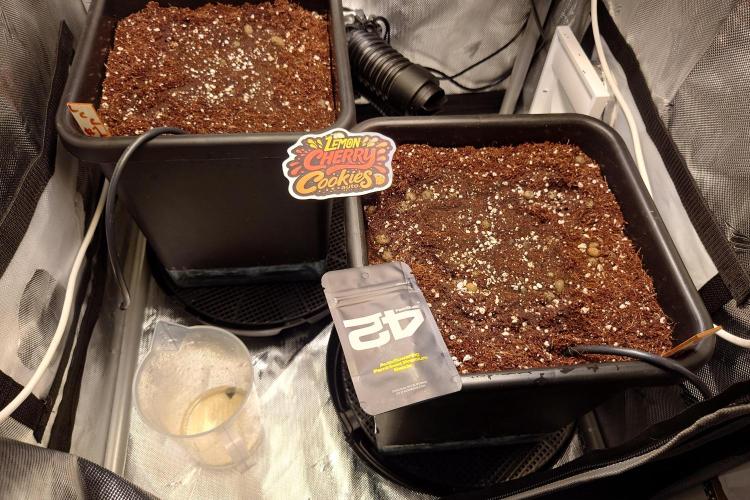 Grown in NarNia 2. Week 0 - Humidity domes placed on top and time to let the girls do their thing.