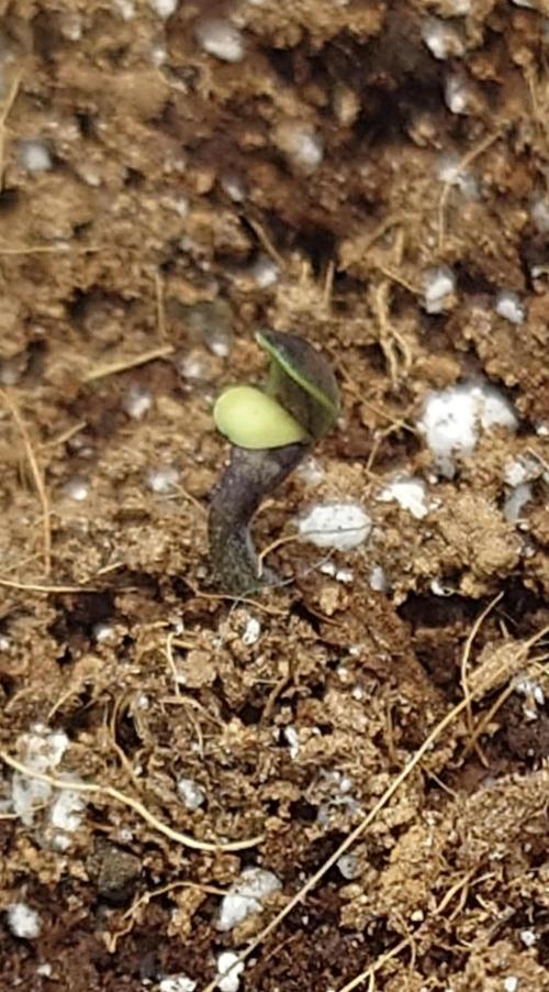 Grown in NarNia 2. Week 0 - 🍋🍒🍪 #1
Pick taken 80 hours after planting seed