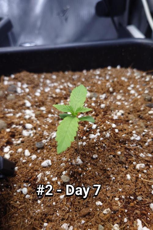 Grown in NarNia 2. Week 0 - 🍋🍒🍪#2 
Day 7