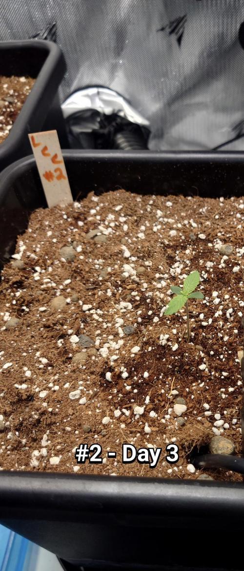 Grown in NarNia 2. Week 0 - 🍋🍒🍪#2
Day 3
