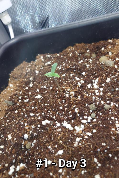 Grown in NarNia 2. Week 0 - 🍋🍒🍪#1
Day 3