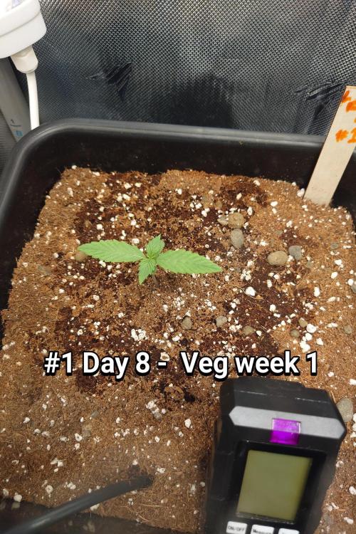 Grown in NarNia 2. Week 1 - #1 Day 8 -  Veg week 1