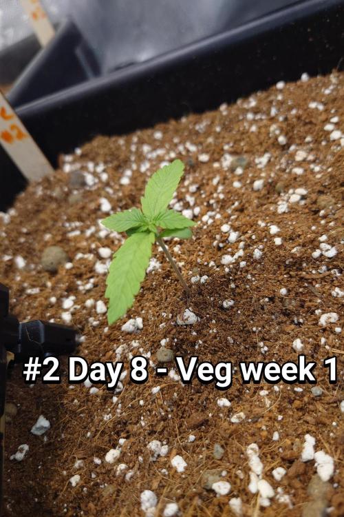 Grown in NarNia 2. Week 1 - #2 Day 8 -  Veg week 1