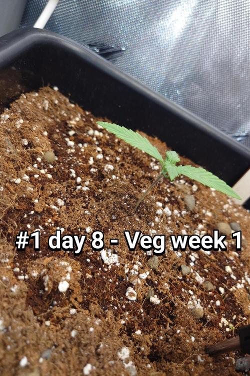 Grown in NarNia 2. Week 1 - #1 Day 8 -  Veg week 1