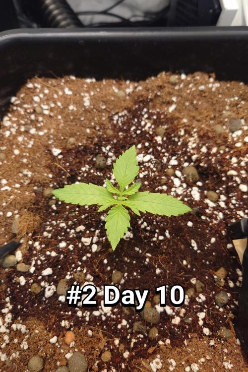 Grown in NarNia 2. Week 1 - #2 Day 10 -  Veg week 1