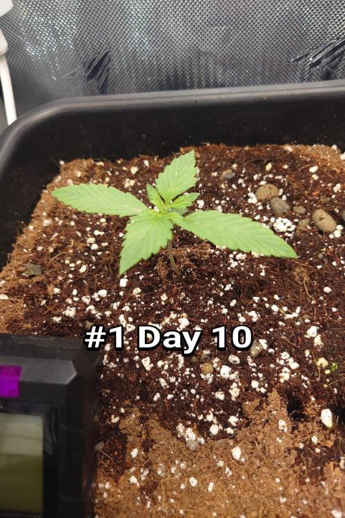 Grown in NarNia 2. Week 1 - #1 Day 10 -  Veg week 1