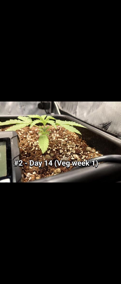 Grown in NarNia 2. Week 1 - #2 - Day 14 (Veg week 1)