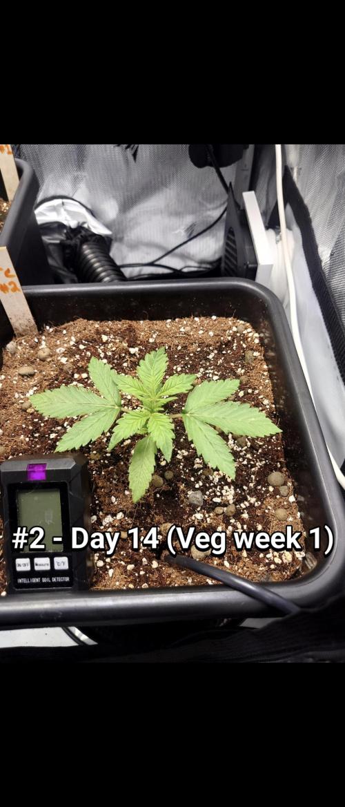 Grown in NarNia 2. Week 1 - #2 - Day 14 (Veg week 1)