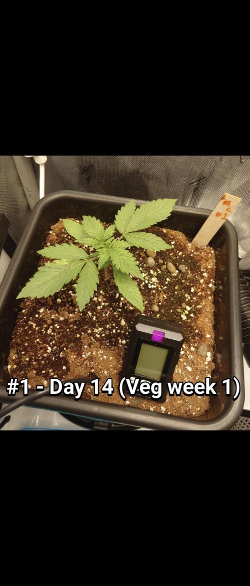 Grown in NarNia 2. Week 1 - #1 - Day 14 (Veg week 1)