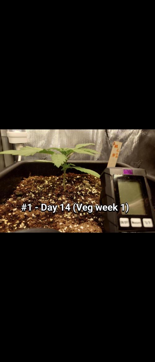 Grown in NarNia 2. Week 1 - #1 - Day 41 (Veg week 1)