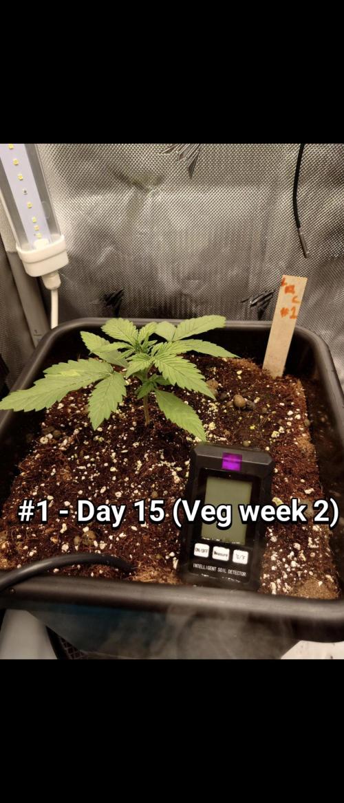 Grown in NarNia 2. Week 2 - #1 - Day 15 
Veg week 2 (Days 15-21)