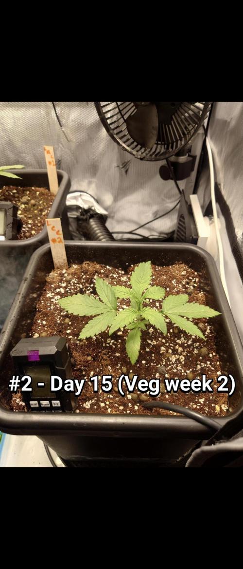 Grown in NarNia 2. Week 2 - #2 - Day 15 
Veg week 2 (Days 15-21)