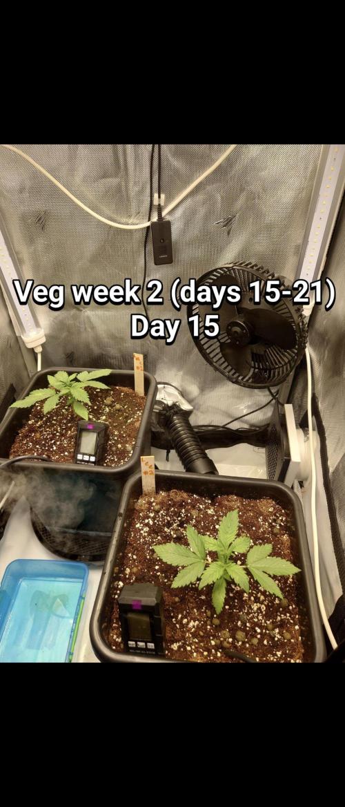 Grown in NarNia 2. Week 2 - Veg week 2 (Days 15-21)
Day 15 
