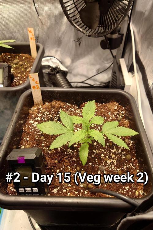 Grown in NarNia 2. Week 2 - #2 - Day 15 
Veg week 2 (Days 15-21)