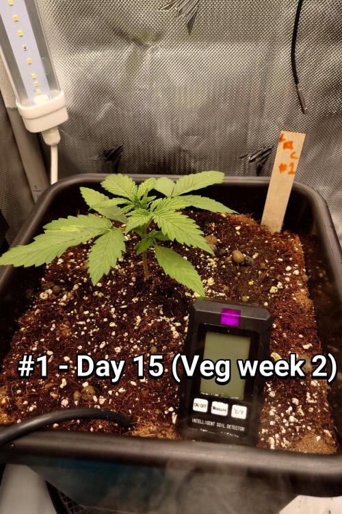 Grown in NarNia 2. Week 2 - #1 - Day 15 Days 15-21)