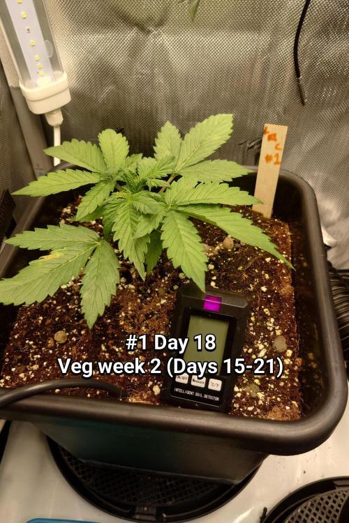 Grown in NarNia 2. Week 2 - #1 Day 18↵Veg week 2 (Days 15-21)