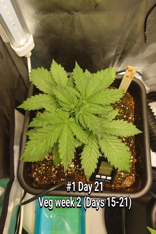 Grown in NarNia 2. Week 2 - #1 Day 21↵Veg week 2 (Days 15-21)
