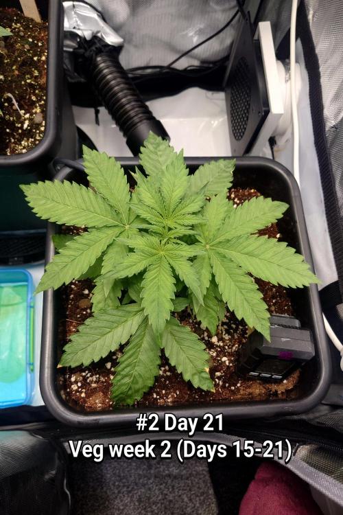Grown in NarNia 2. Week 2 - #2 Day 21↵Veg week 2 (Days 15-21)