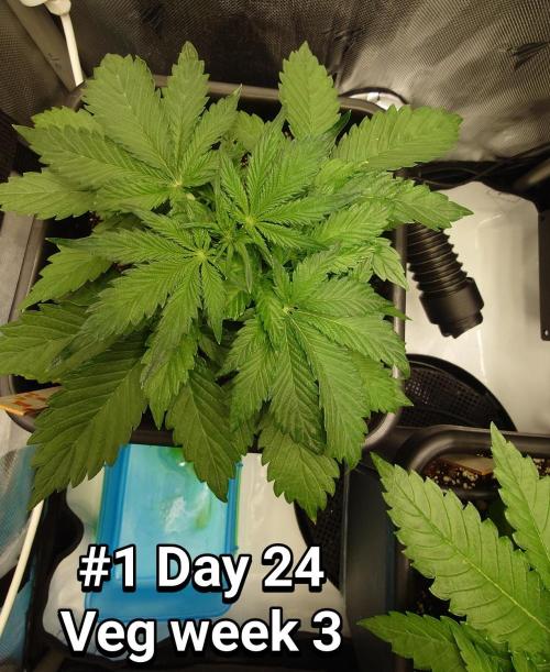 Grown in NarNia 2. Week 3 - #1 Day 24
Veg week 3