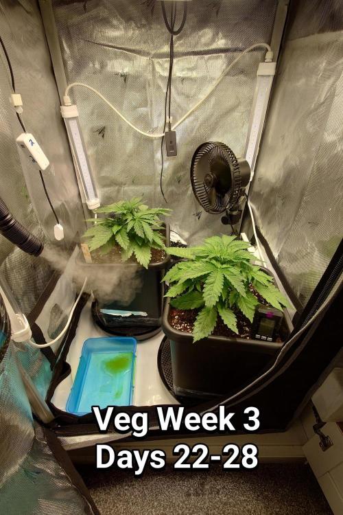 Grown in NarNia 2. Week 3 - Veg week 3
Days 22 - 28
