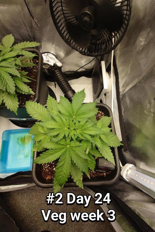 Grown in NarNia 2. Week 3 - #2 Day 24
Veg week 3