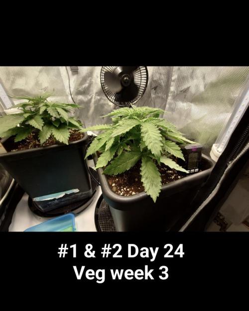Grown in NarNia 2. Week 3 -  #1 & #2 Day 24
Veg week 3