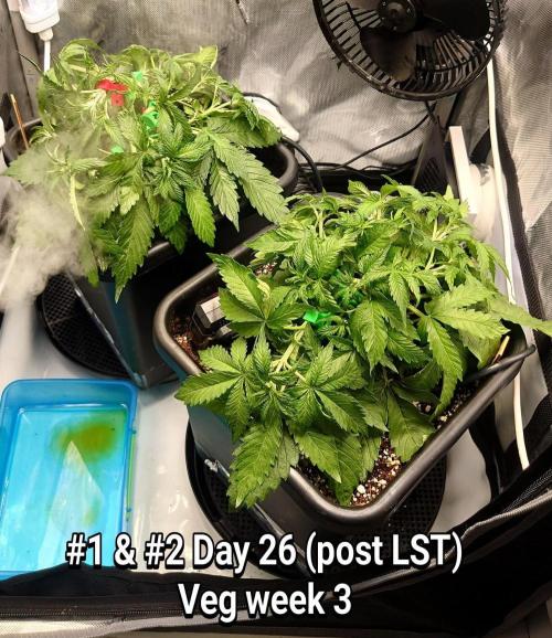 Grown in NarNia 2. Week 3