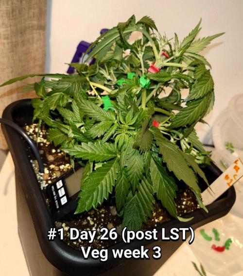 Grown in NarNia 2. Week 3