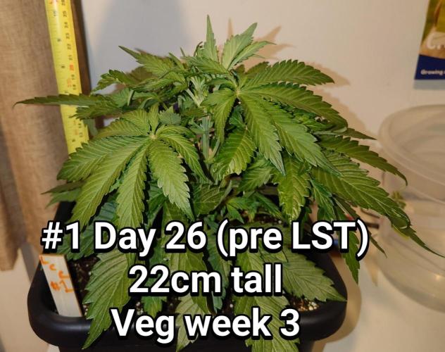 Grown in NarNia 2. Week 3
