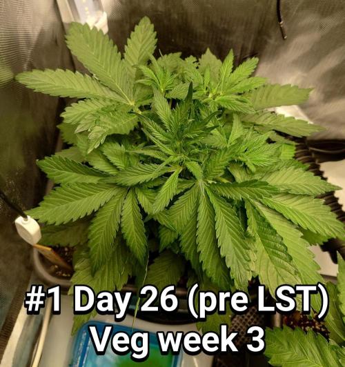 Grown in NarNia 2. Week 3