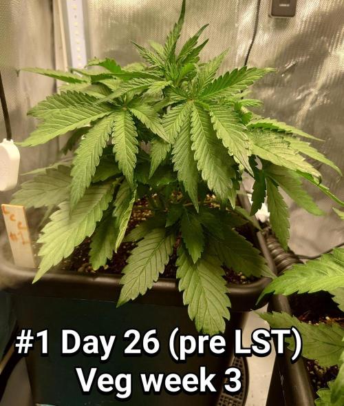 Grown in NarNia 2. Week 3
